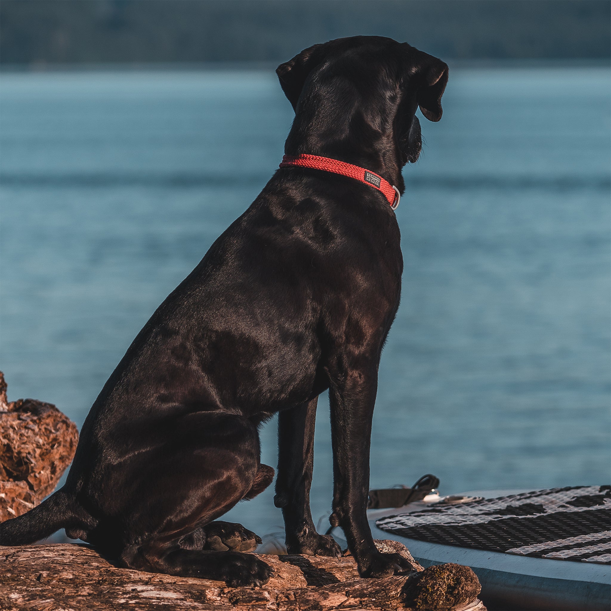 Elevation Snap-N-Go Collar - Terrain D.O.G. – Terrain Dog