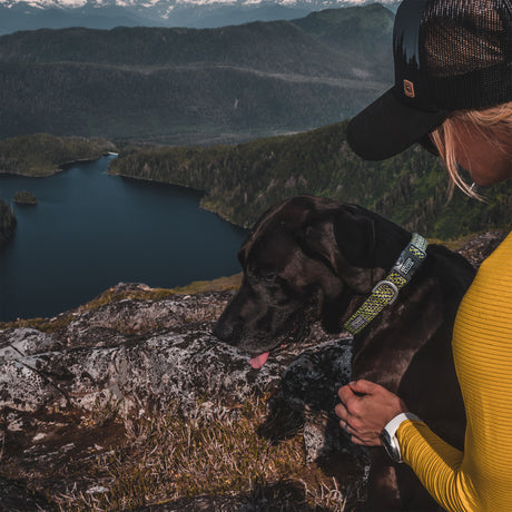 Elevation Air Snap-N-Go Collar