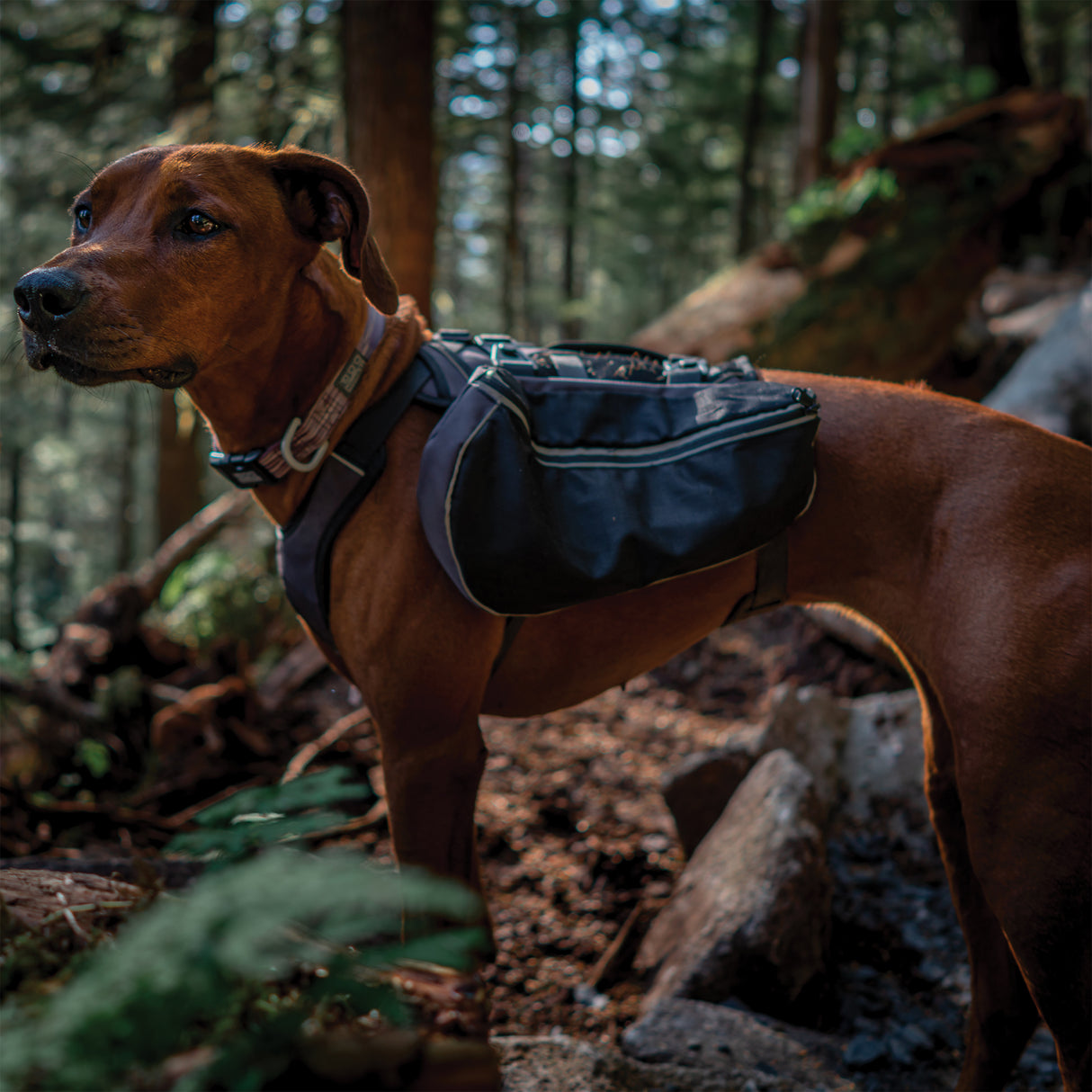 Adventure Pack