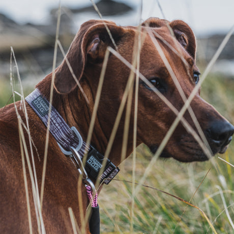 Premium Patterned Snap-N-Go Adjustable Dog Collars