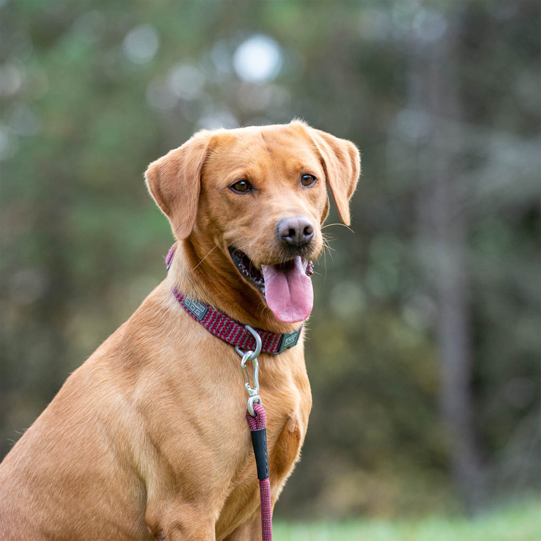 Bamboo Adjustable Snap-N-Go Collar - Terrain D.O.G. – Terrain Dog