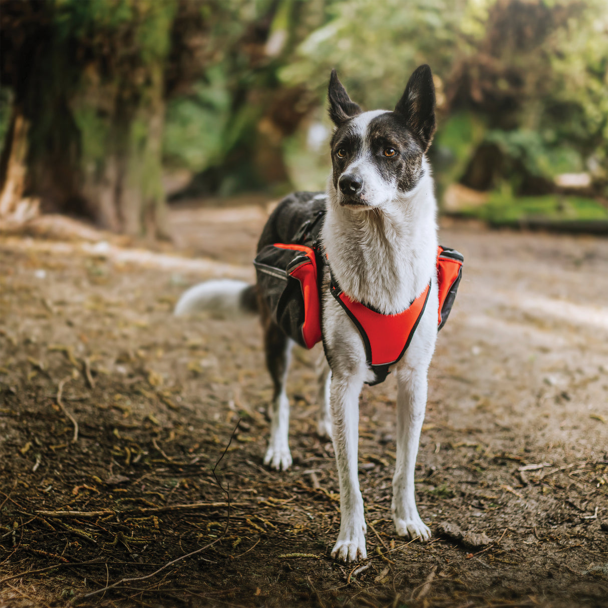 Adventure Pack