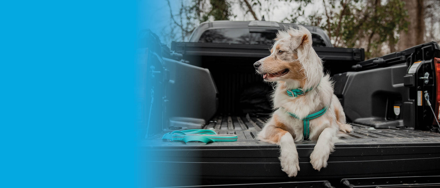 White-and-tan dog wearing a teal harness sits in the open bed of a pickup truck.