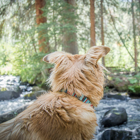 Patterned Snap-N-Go Adjustable Dog Collar