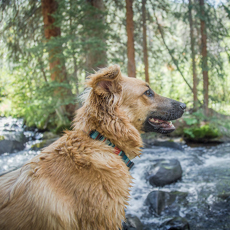 Patterned Snap-N-Go Adjustable Dog Collar