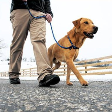 Terrain D.O.G. Rope Slip Lead, 1/2" x 6'