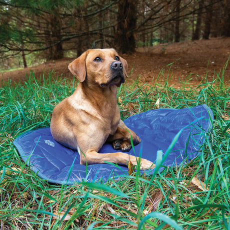 Camp Bed