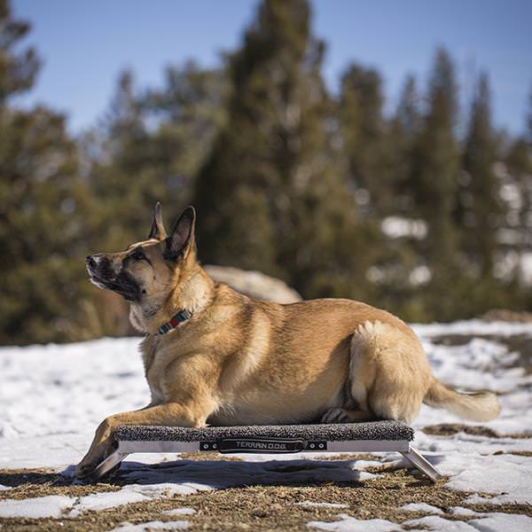  Terrain Dog Training Place Board - 'Made in The USA with a  Lightweight, Durable Aluminum Frame for Long-Lasting Durability - Train  Your Pet Effectively with 24 x 24 Elevated Platform 